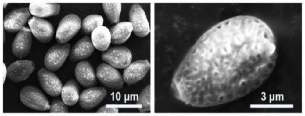 一种药物缓释载体及其制备方法与应用