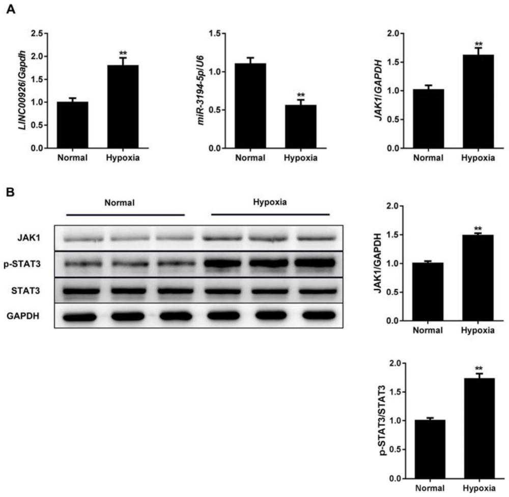 信号通路在CHD药物开发中的应用