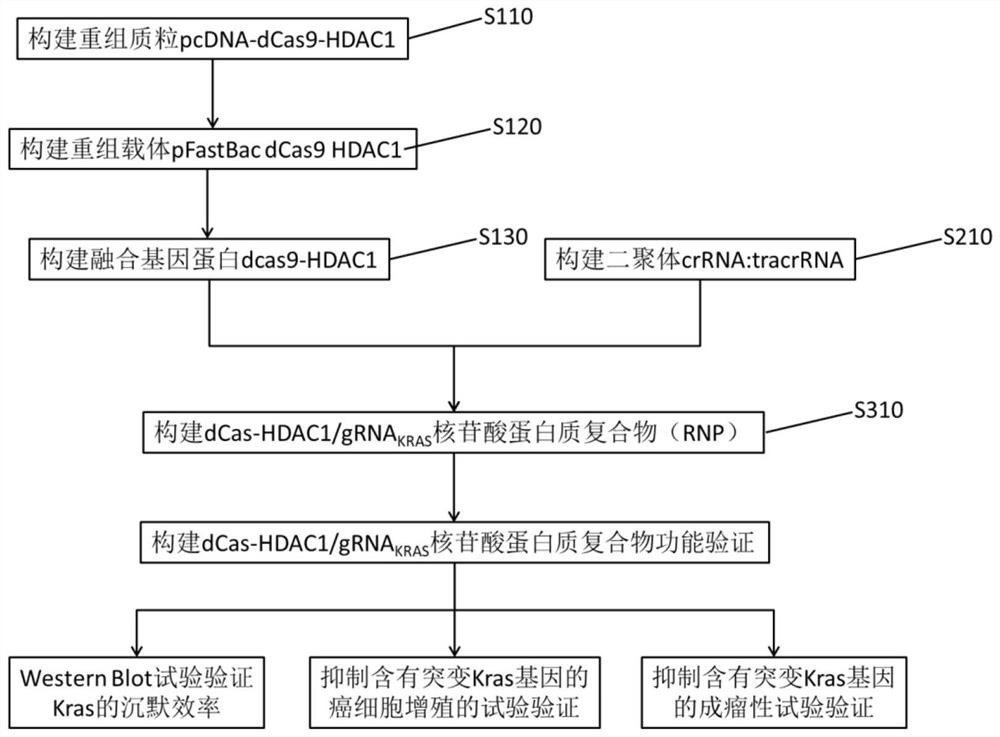 含有靶向突变型KRAS融合基因的重组载体、融合蛋白及蛋白质复合物及其构建方法和应用