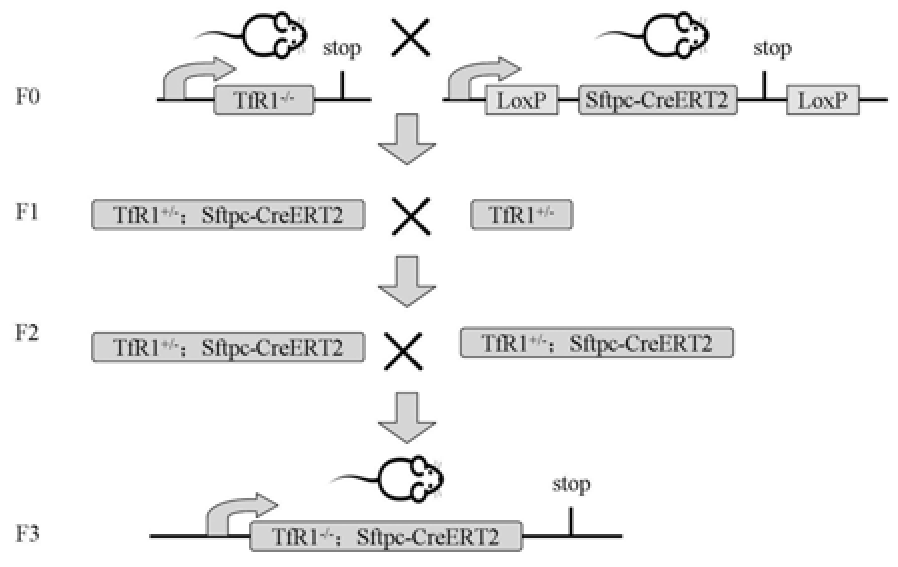 TfR1肺组织特异性敲除小鼠模型及其构建方法和应用