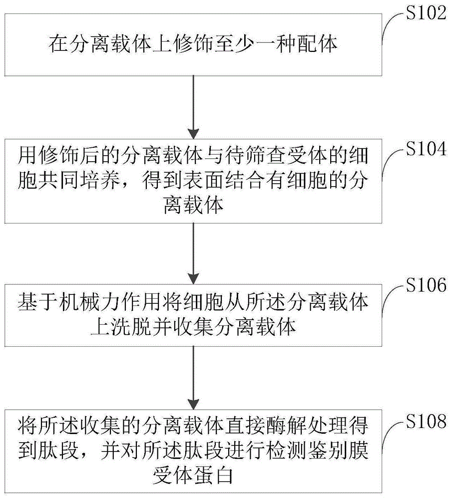 一种细胞的膜受体蛋白鉴别方法以及验证方法
