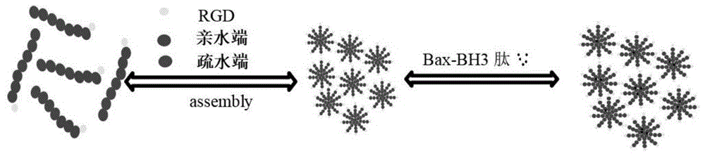 一种抗肿瘤多肽Bax-BH3、荧光高分子纳米胶束及其制备方法和应用