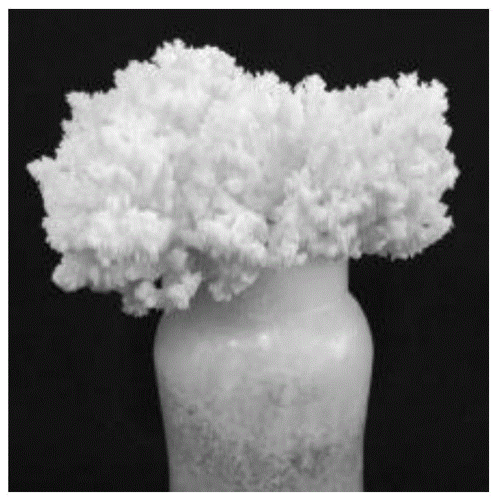 一株珊瑚状猴头菌及其应用