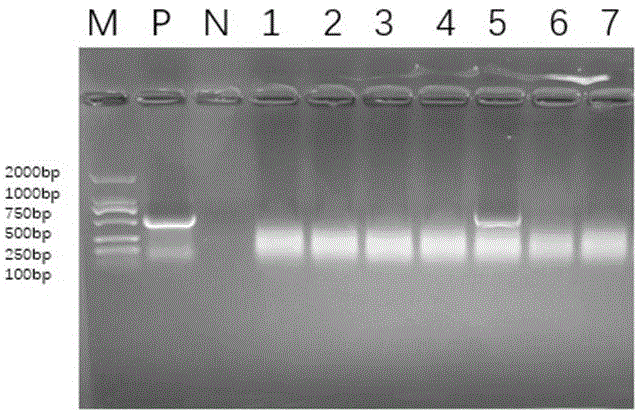 基因ZmMYB86在提高植物抗旱性能中的应用