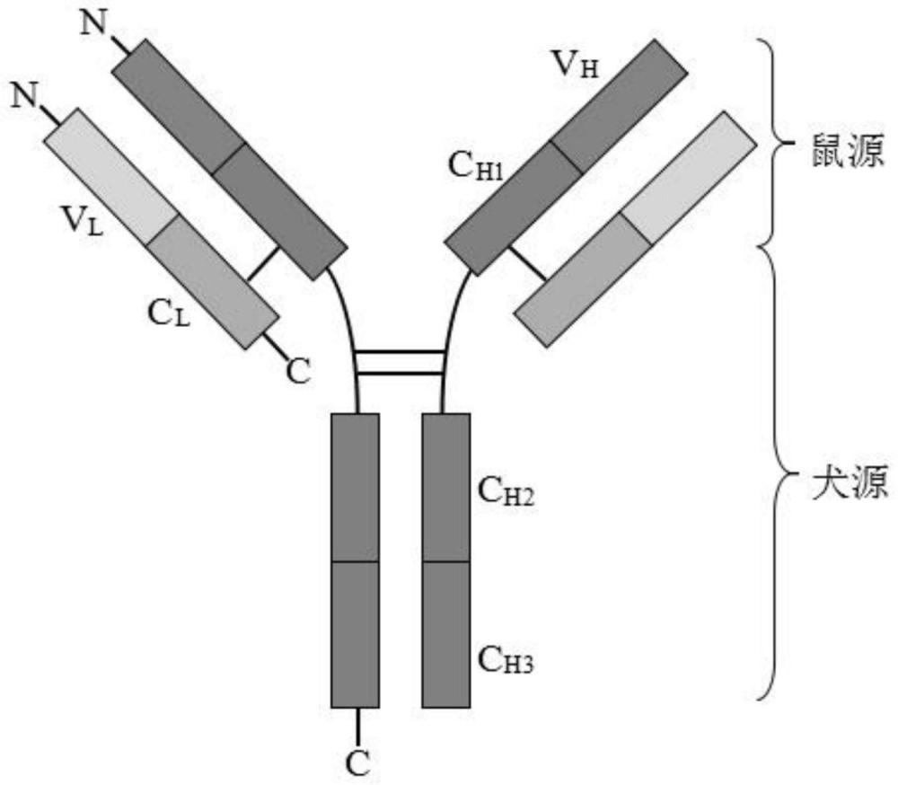 一种抗犬细小病毒的基因工程抗体及其应用