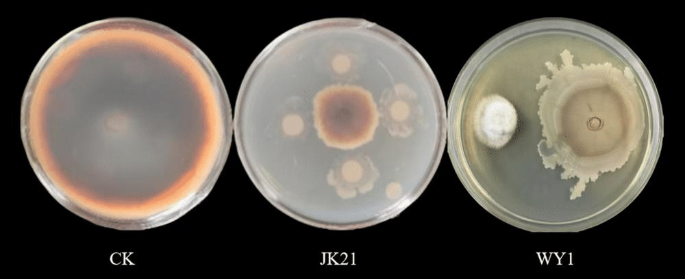 一株甲基营养型芽孢杆菌JK21、生防菌剂及其应用