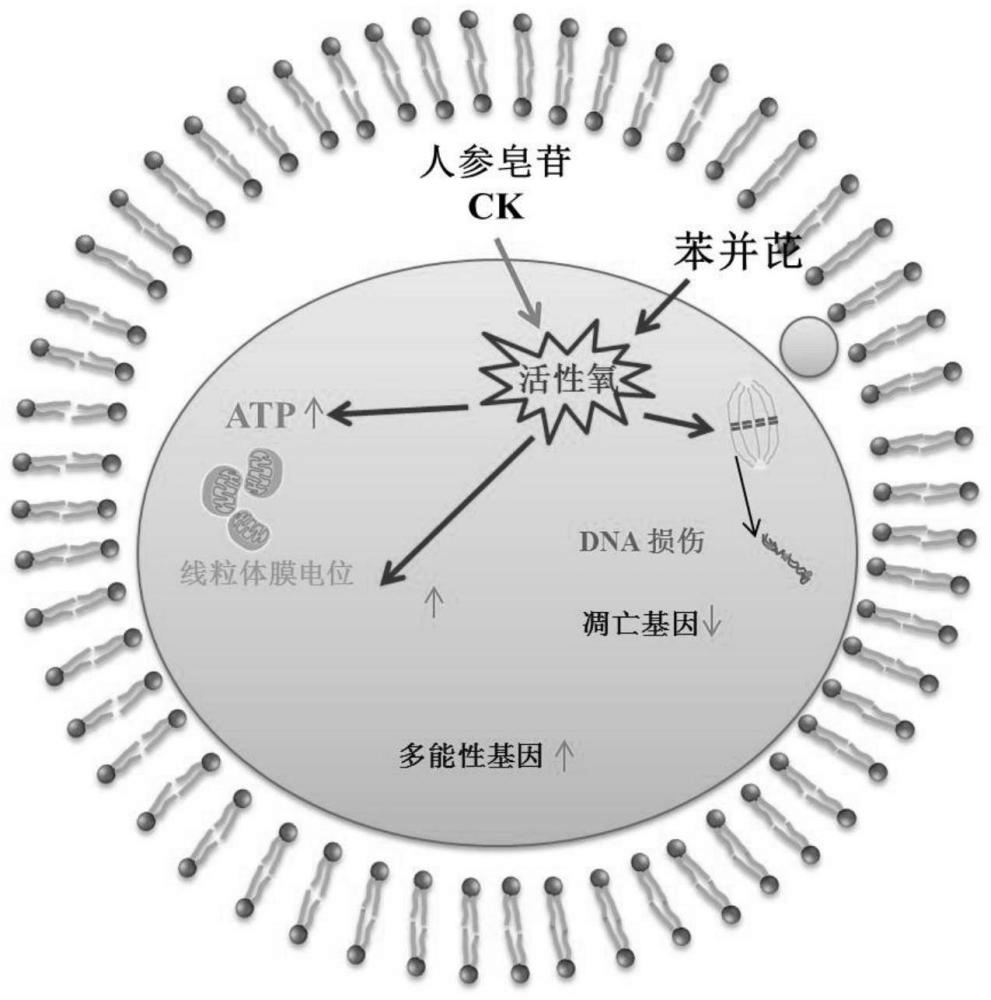 人参皂苷CK在制备猪卵母细胞损伤抑制剂中的应用