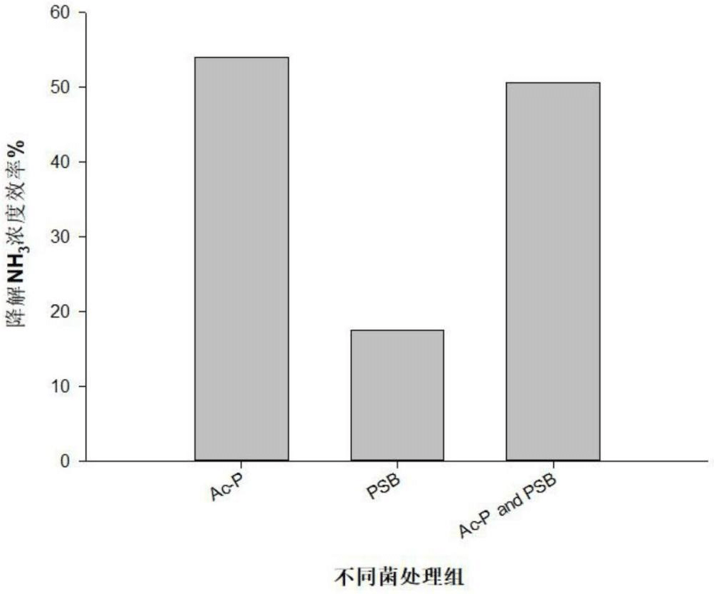 一种樊庆生氏红球菌Ac-P及其发酵菌液和应用