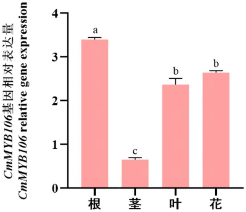 一种地被菊抗寒基因CmMYB106的克隆及其应用