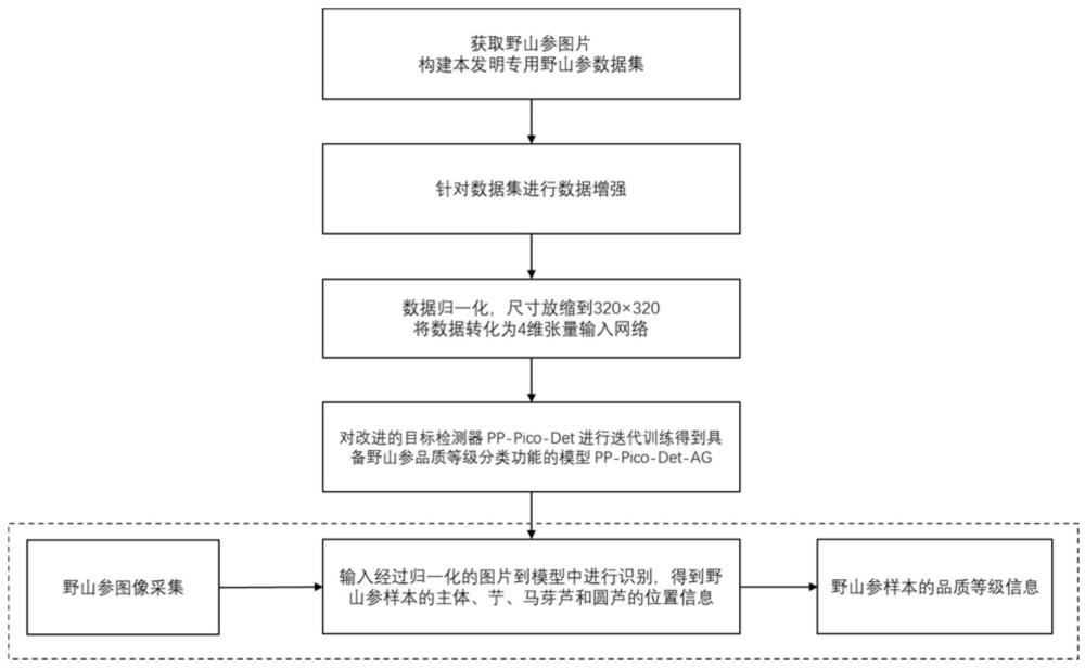 基于深度学习的野山参艼芦体检测和品质等级分类方法及系统