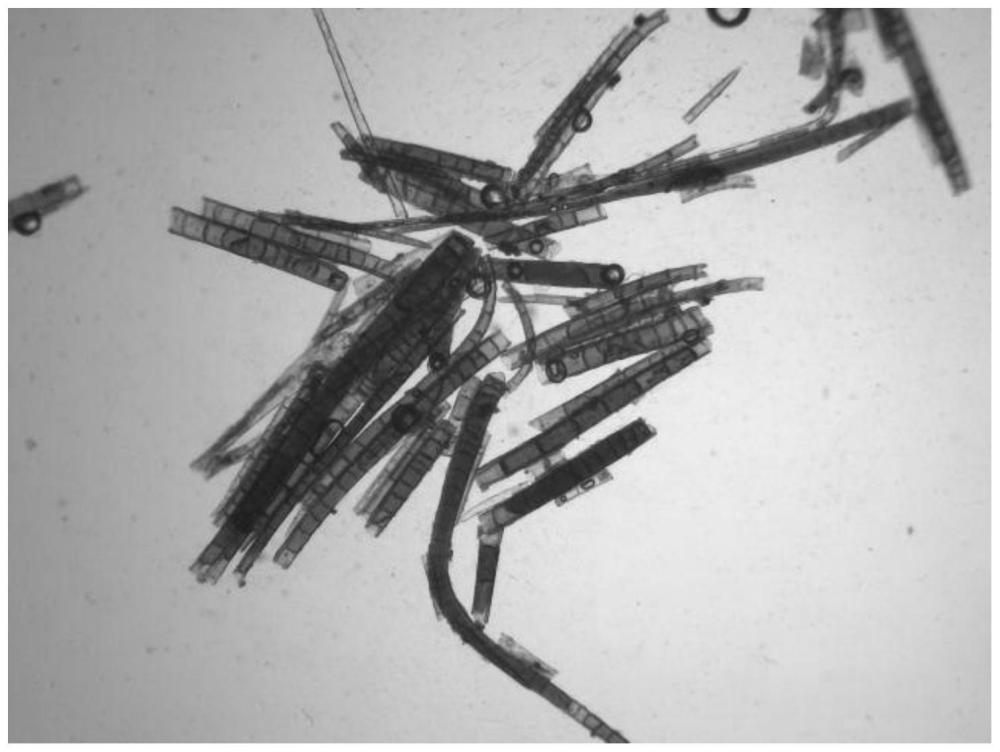 一种生物质衍生碳微米管材料、制备方法及其应用