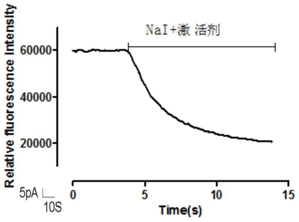 一种钙激活氯离子通道激活剂的筛选方法及应用